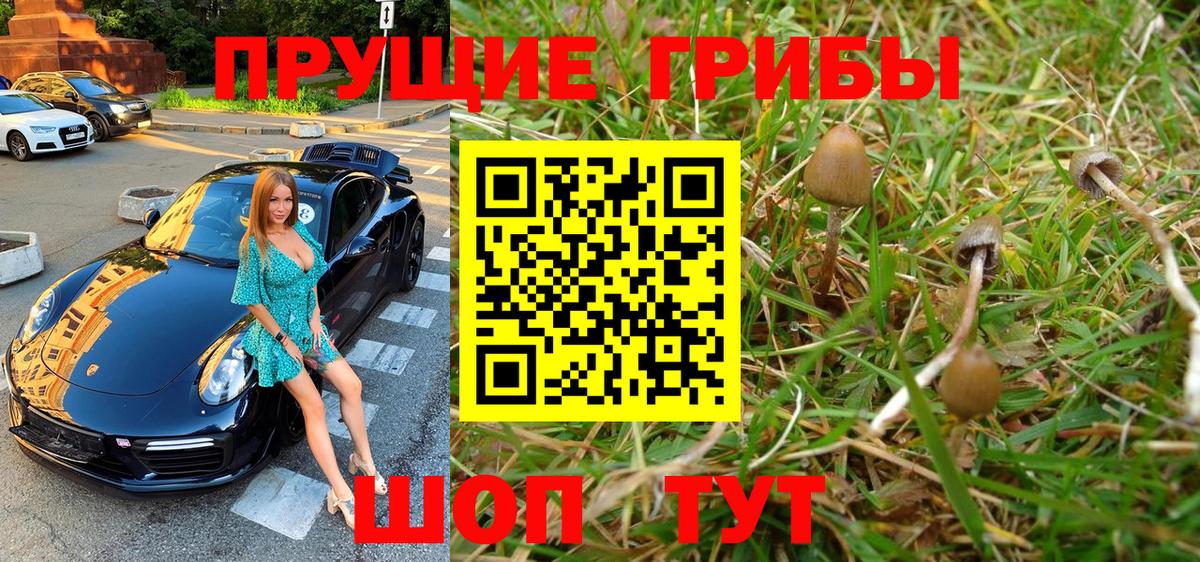 Тосно  Галлюциногенные грибы Psilocybe  закладки  Псилоцибиновые грибы ЛСД  Вход с VPN 
